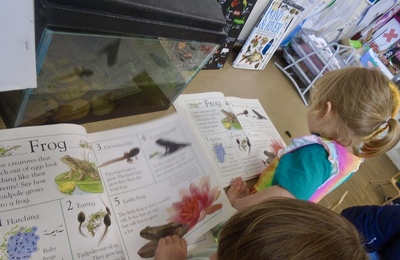 Frogs